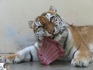 写真：食事中のココア1