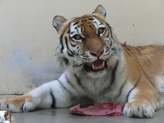 写真：食事中のココア2