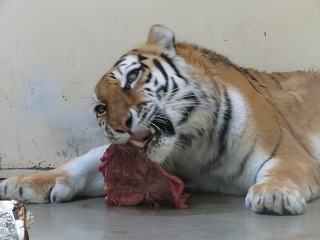 写真:食事中のココア3