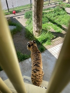写真:6月23日ココア1