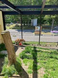 写真:6月23日ココア2