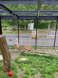 写真:6月24日ココア2