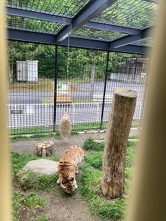 写真:6月24日ココア3