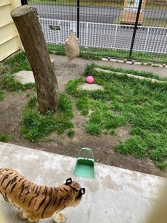 写真:6月29日ココア1