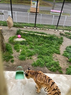 写真:6月29日ココア3