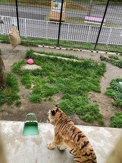 写真:6月29日ココア4