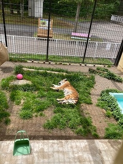 写真:6月29日ココア5