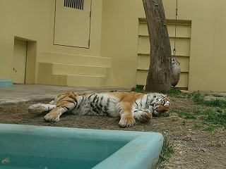 写真：5月3日ココア1