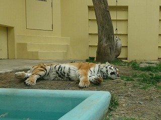 写真：5月3日ココア2