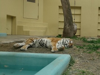 写真：5月3日ココア3