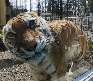 写真：5月4日ココア