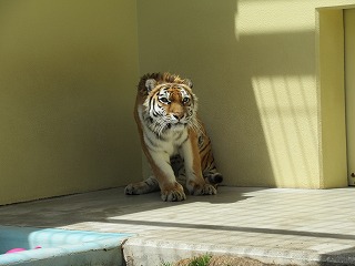 写真：5月19日ココア1