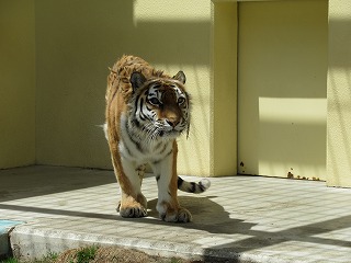 写真：5月19日ココア3