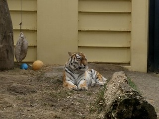 写真：4月3日ココア1