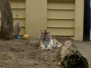 写真：4月3日ココア2