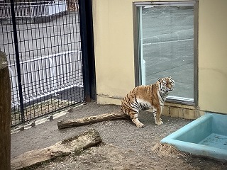 写真：4月3日ココア4