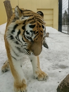 写真：3月1日ココア1