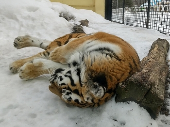 写真：3月1日ココア2