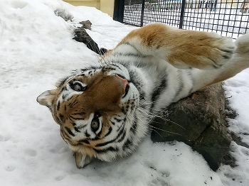 写真：3月1日ココア3