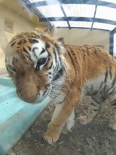 写真：近づくココア（3月26日）