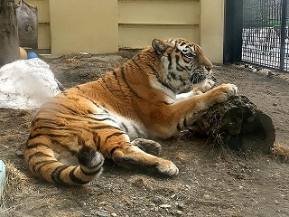 写真：爪とぎココア