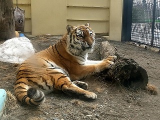 写真：3月26日ココア2