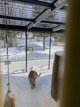 写真：2月27日ココア1