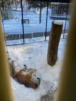 写真：2月27日ココア6