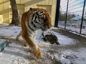 写真：1月1日ココア