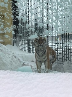 写真：雪の中のココア