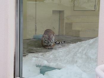 写真：1月19日ココア2