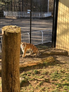 写真：休園日のココア