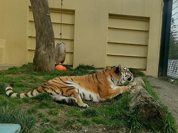 写真：11月7日ココア3