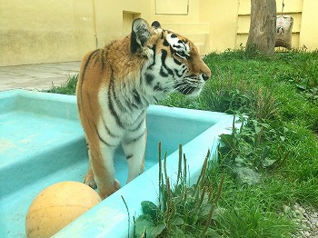 写真：8月2日ココア2