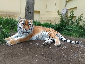 写真：7月13日ココア1