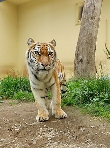 写真：7月13日ココア3