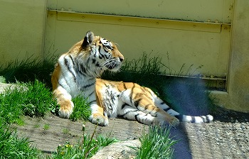 写真：6月4日ココア3