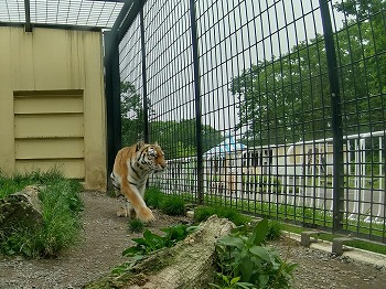 写真：6月26日ココア3