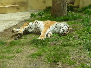 写真：5月22日ココア2