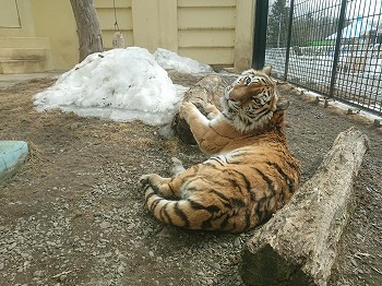 写真：3月19日ココア1