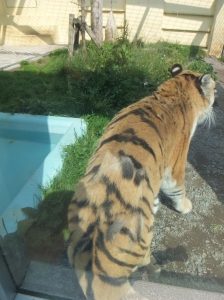 写真:7月9日ココア4