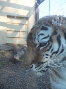 写真：4月17日ココア5