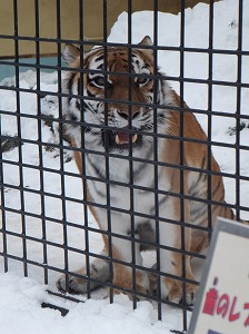 写真：12月12日ココア1