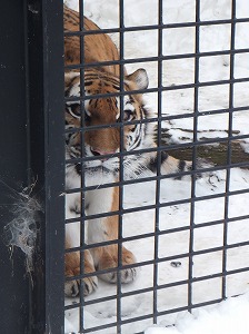 写真：12月12日ココア2