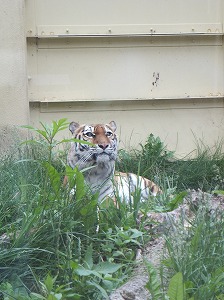 写真：草むらのココア