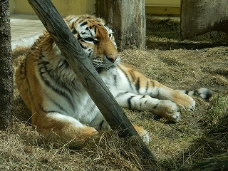 写真：3月30日ココア1