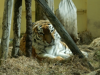 写真：3月30日ココア2