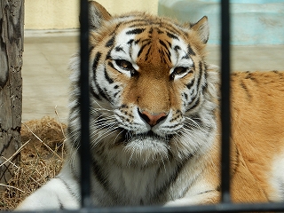 写真：3月30日ココア3