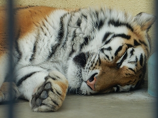 写真：2月22日ココア3