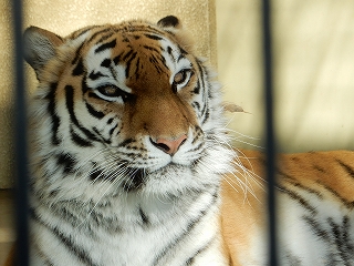 写真：1月5日ココア1